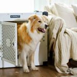 Australian shepherd in durable dog crate by a cozy couch with natural light.